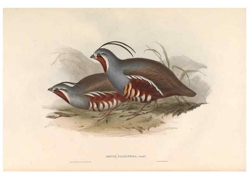 Reproducción/Reproduction 31837599187: Icones avium, or, Figures and descriptions of new and interesting species of birds from various parts of the globe /. [London] :Published by the author, 20, Broad Street, Golden Square,August, 1837-August, 1838.. 