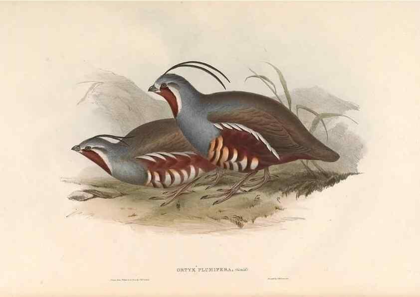 Reproducción/Reproduction 31837599187: Icones avium, or, Figures and descriptions of new and interesting species of birds from various parts of the globe /. [London] :Published by the author, 20, Broad Street, Golden Square,August, 1837-August, 1838.. 