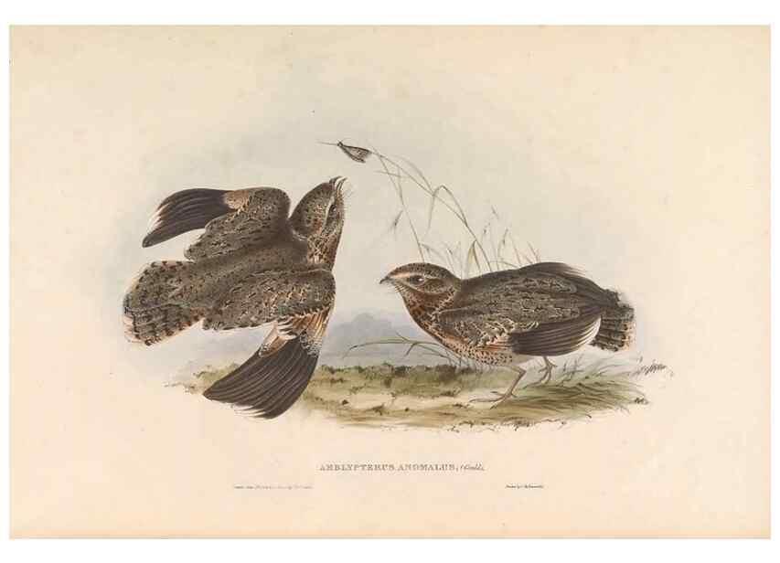 Reproducción/Reproduction 46779397331: Icones avium, or, Figures and descriptions of new and interesting species of birds from various parts of the globe /. [London] :Published by the author, 20, Broad Street, Golden Square,August, 1837-August, 1838.. 