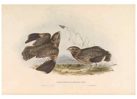 Reproducción/Reproduction 46779397331: Icones avium, or, Figures and descriptions of new and interesting species of birds from various parts of the globe /. [London] :Published by the author, 20, Broad Street, Golden Square,August, 1837-August, 1838.. 