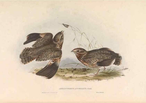 Reproducción/Reproduction 46779397331: Icones avium, or, Figures and descriptions of new and interesting species of birds from various parts of the globe /. [London] :Published by the author, 20, Broad Street, Golden Square,August, 1837-August, 1838.. 
