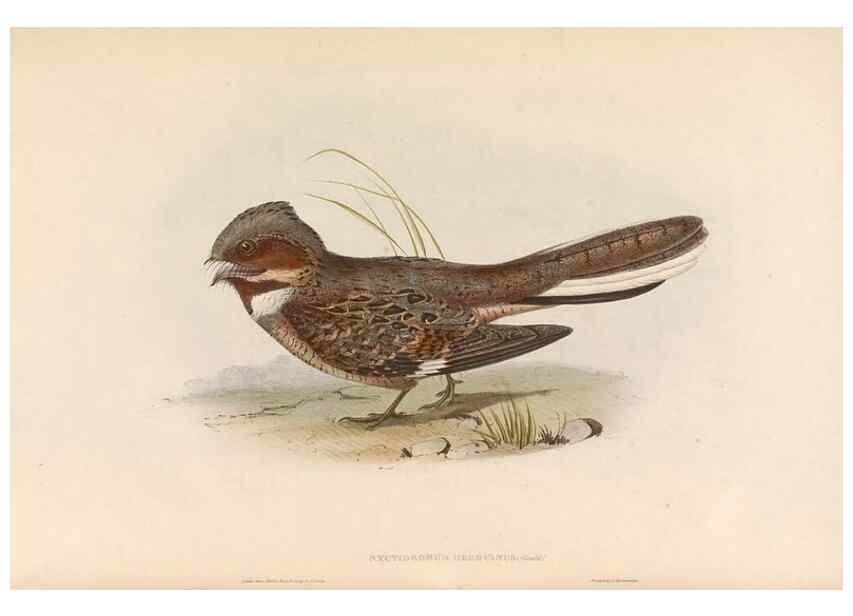 Reproducción/Reproduction 46726722722: Icones avium, or, Figures and descriptions of new and interesting species of birds from various parts of the globe /. [London] :Published by the author, 20, Broad Street, Golden Square,August, 1837-August, 1838.. 