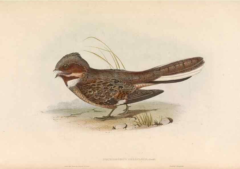 Reproducción/Reproduction 46726722722: Icones avium, or, Figures and descriptions of new and interesting species of birds from various parts of the globe /. [London] :Published by the author, 20, Broad Street, Golden Square,August, 1837-August, 1838.. 