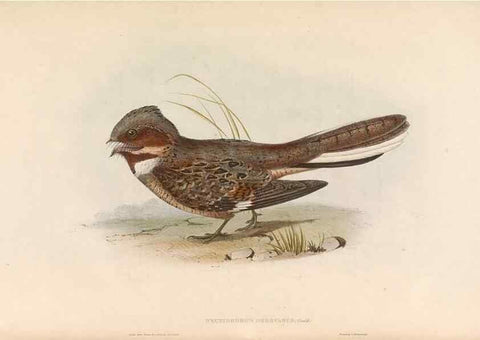 Reproducción/Reproduction 46726722722: Icones avium, or, Figures and descriptions of new and interesting species of birds from various parts of the globe /. [London] :Published by the author, 20, Broad Street, Golden Square,August, 1837-August, 1838.. 