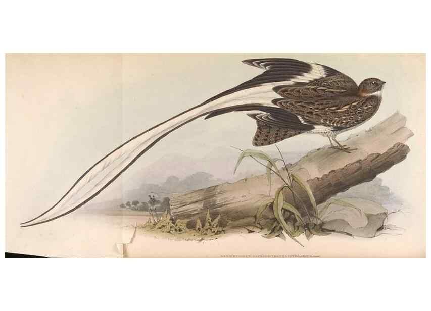 Reproducción/Reproduction 45864322465: Icones avium, or, Figures and descriptions of new and interesting species of birds from various parts of the globe /. [London] :Published by the author, 20, Broad Street, Golden Square,August, 1837-August, 1838.. 