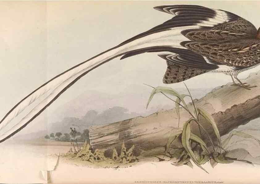 Reproducción/Reproduction 45864322465: Icones avium, or, Figures and descriptions of new and interesting species of birds from various parts of the globe /. [London] :Published by the author, 20, Broad Street, Golden Square,August, 1837-August, 1838.. 