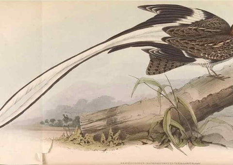 Reproducción/Reproduction 45864322465: Icones avium, or, Figures and descriptions of new and interesting species of birds from various parts of the globe /. [London] :Published by the author, 20, Broad Street, Golden Square,August, 1837-August, 1838.. 
