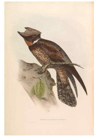 Reproducción/Reproduction 45864330855: Icones avium, or, Figures and descriptions of new and interesting species of birds from various parts of the globe /. [London] :Published by the author, 20, Broad Street, Golden Square,August, 1837-August, 1838.. 