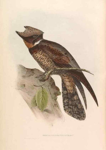 Reproducción/Reproduction 45864330855: Icones avium, or, Figures and descriptions of new and interesting species of birds from various parts of the globe /. [London] :Published by the author, 20, Broad Street, Golden Square,August, 1837-August, 1838.. 