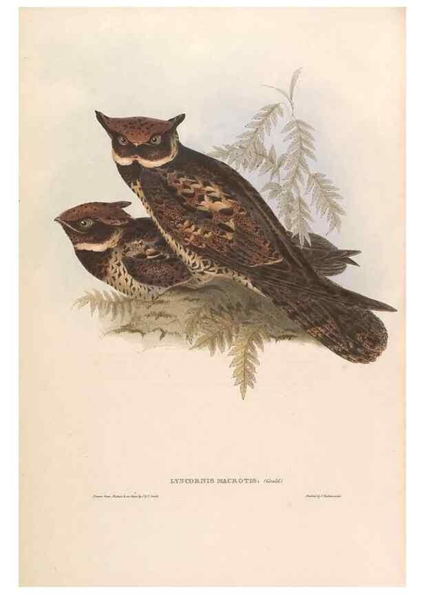 Reproducción/Reproduction 39814101533: Icones avium, or, Figures and descriptions of new and interesting species of birds from various parts of the globe /. [London] :Published by the author, 20, Broad Street, Golden Square,August, 1837-August, 1838.. 