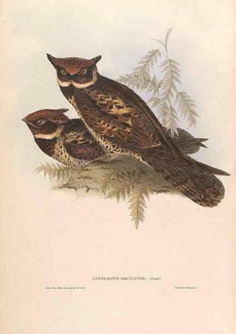 Reproducción/Reproduction 39814101533: Icones avium, or, Figures and descriptions of new and interesting species of birds from various parts of the globe /. [London] :Published by the author, 20, Broad Street, Golden Square,August, 1837-August, 1838.. 