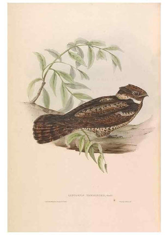 Reproducción/Reproduction 46779404741: Icones avium, or, Figures and descriptions of new and interesting species of birds from various parts of the globe /. [London] :Published by the author, 20, Broad Street, Golden Square,August, 1837-August, 1838.. 