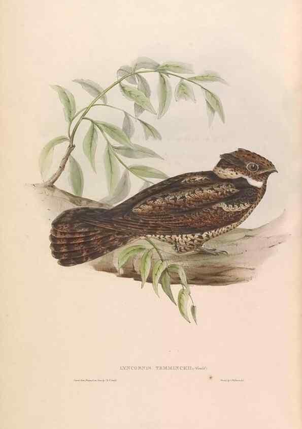 Reproducción/Reproduction 46779404741: Icones avium, or, Figures and descriptions of new and interesting species of birds from various parts of the globe /. [London] :Published by the author, 20, Broad Street, Golden Square,August, 1837-August, 1838.. 