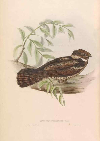 Reproducción/Reproduction 46779404741: Icones avium, or, Figures and descriptions of new and interesting species of birds from various parts of the globe /. [London] :Published by the author, 20, Broad Street, Golden Square,August, 1837-August, 1838.. 