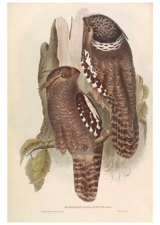 Reproducción/Reproduction 31837611647: Icones avium, or, Figures and descriptions of new and interesting species of birds from various parts of the globe /. [London] :Published by the author, 20, Broad Street, Golden Square,August, 1837-August, 1838.. 