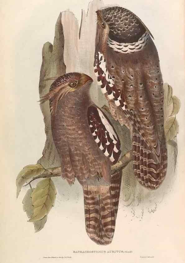 Reproducción/Reproduction 31837611647: Icones avium, or, Figures and descriptions of new and interesting species of birds from various parts of the globe /. [London] :Published by the author, 20, Broad Street, Golden Square,August, 1837-August, 1838.. 