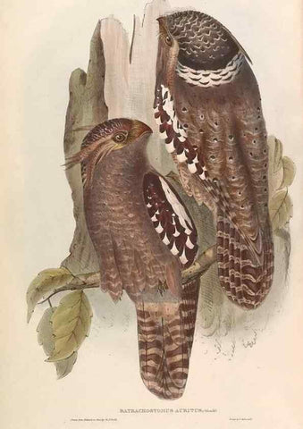 Reproducción/Reproduction 31837611647: Icones avium, or, Figures and descriptions of new and interesting species of birds from various parts of the globe /. [London] :Published by the author, 20, Broad Street, Golden Square,August, 1837-August, 1838.. 