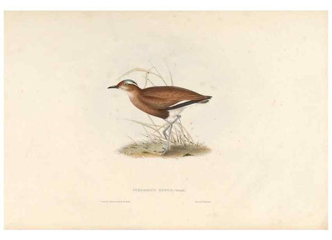 Reproducción/Reproduction 46054321714: Icones avium, or, Figures and descriptions of new and interesting species of birds from various parts of the globe /. [London] :Published by the author, 20, Broad Street, Golden Square,August, 1837-August, 1838.. 