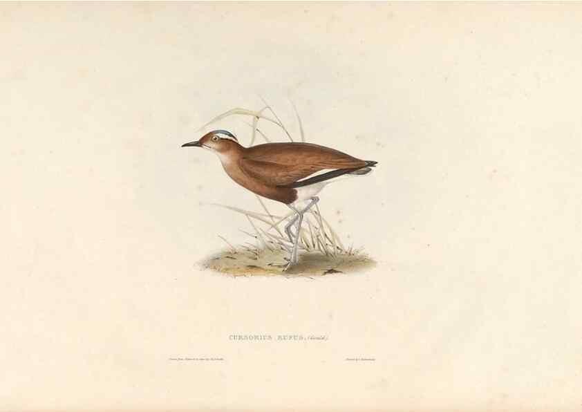 Reproducción/Reproduction 46054321714: Icones avium, or, Figures and descriptions of new and interesting species of birds from various parts of the globe /. [London] :Published by the author, 20, Broad Street, Golden Square,August, 1837-August, 1838.. 