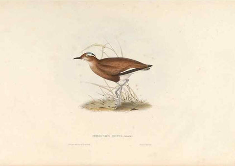 Reproducción/Reproduction 46054321714: Icones avium, or, Figures and descriptions of new and interesting species of birds from various parts of the globe /. [London] :Published by the author, 20, Broad Street, Golden Square,August, 1837-August, 1838.. 