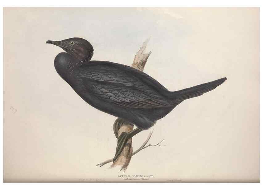 Reproducción/Reproduction 31837474777: The birds of Europe.. London,Printed by R. and J.E. Taylor, pub. by the author,1837.. 