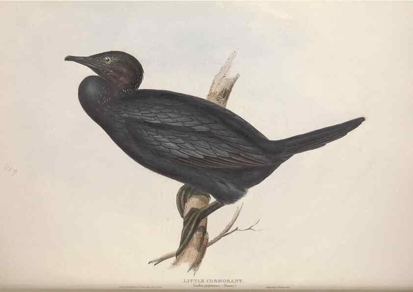 Reproducción/Reproduction 31837474777: The birds of Europe.. London,Printed by R. and J.E. Taylor, pub. by the author,1837.. 