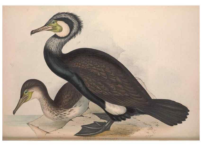 Reproducción/Reproduction 31837471077: The birds of Europe.. London,Printed by R. and J.E. Taylor, pub. by the author,1837.. 