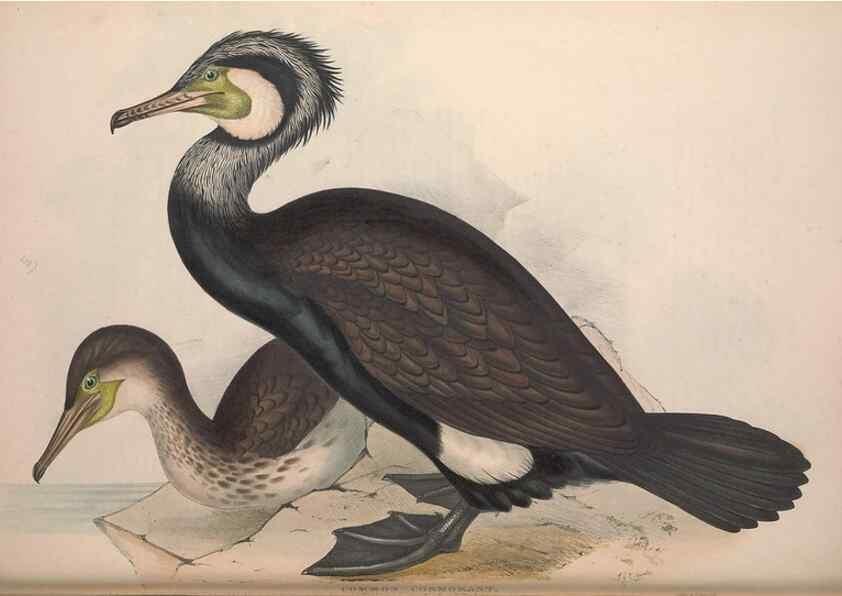 Reproducción/Reproduction 31837471077: The birds of Europe.. London,Printed by R. and J.E. Taylor, pub. by the author,1837.. 