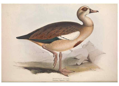 Reproducción/Reproduction 39813853073: The birds of Europe.. London,Printed by R. and J.E. Taylor, pub. by the author,1837.. 