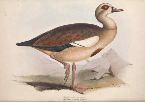 Reproducción/Reproduction 39813853073: The birds of Europe.. London,Printed by R. and J.E. Taylor, pub. by the author,1837.. 