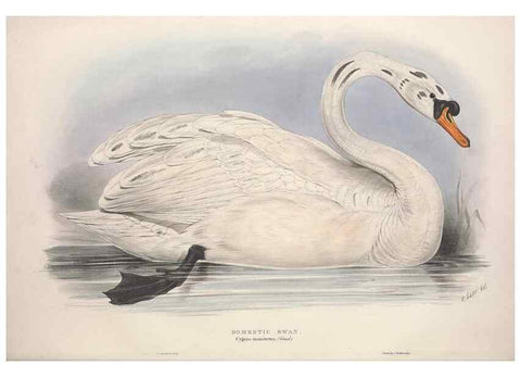 Reproducción/Reproduction 46779167911: The birds of Europe.. London,Printed by R. and J.E. Taylor, pub. by the author,1837.. 