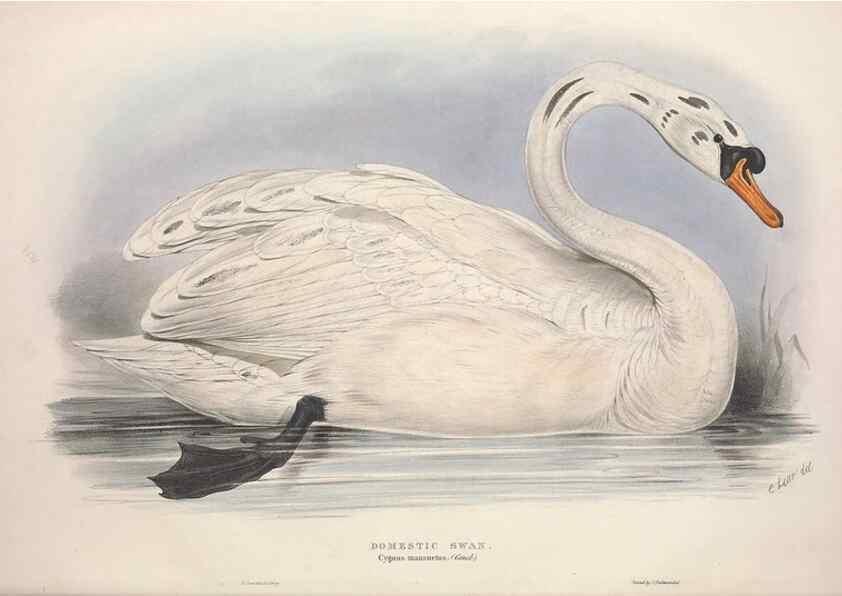 Reproducción/Reproduction 46779167911: The birds of Europe.. London,Printed by R. and J.E. Taylor, pub. by the author,1837.. 