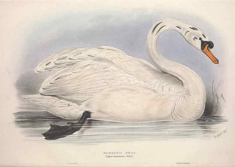 Reproducción/Reproduction 46779167911: The birds of Europe.. London,Printed by R. and J.E. Taylor, pub. by the author,1837.. 
