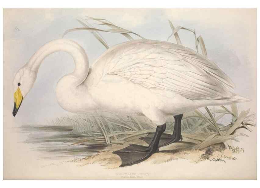 Reproducción/Reproduction 31837393837: The birds of Europe.. London,Printed by R. and J.E. Taylor, pub. by the author,1837.. 