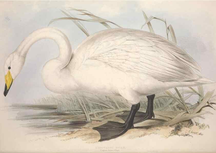 Reproducción/Reproduction 31837393837: The birds of Europe.. London,Printed by R. and J.E. Taylor, pub. by the author,1837.. 