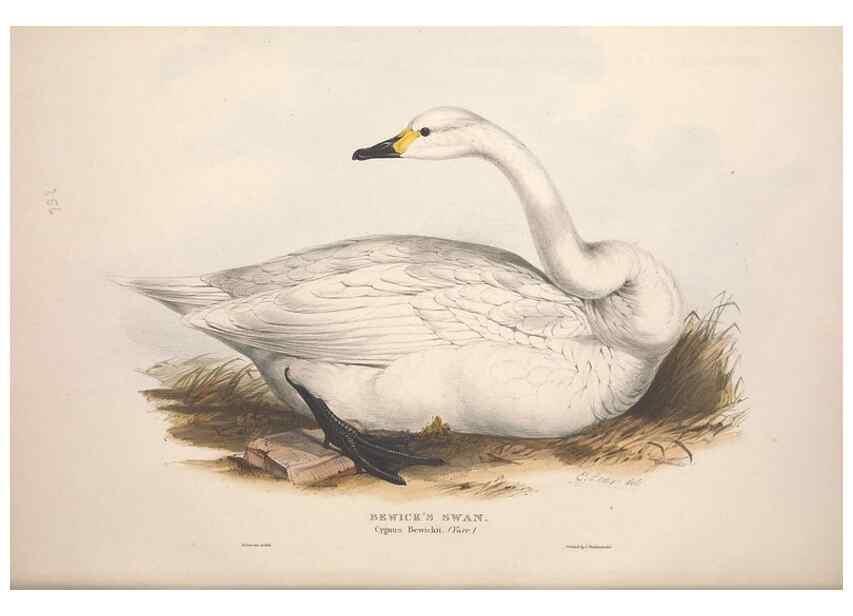 Reproducción/Reproduction 45864085705: The birds of Europe.. London,Printed by R. and J.E. Taylor, pub. by the author,1837.. 
