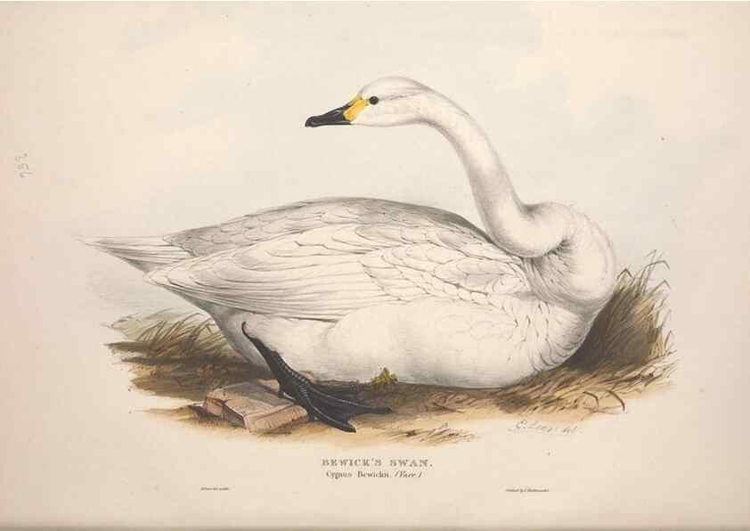 Reproducción/Reproduction 45864085705: The birds of Europe.. London,Printed by R. and J.E. Taylor, pub. by the author,1837.. 