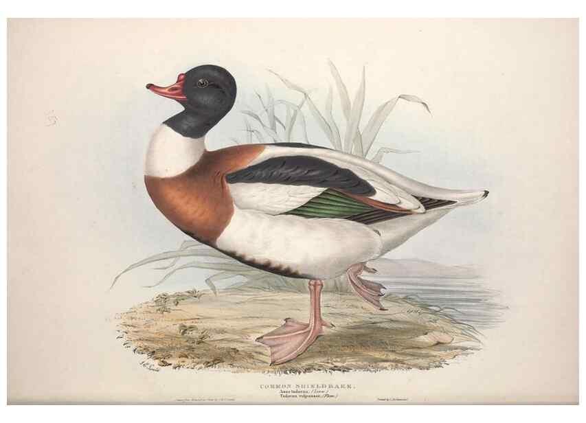 Reproducción/Reproduction 46726469232: The birds of Europe.. London,Printed by R. and J.E. Taylor, pub. by the author,1837.. 