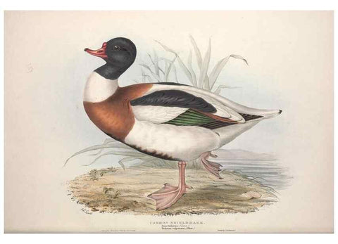 Reproducción/Reproduction 46726469232: The birds of Europe.. London,Printed by R. and J.E. Taylor, pub. by the author,1837.. 