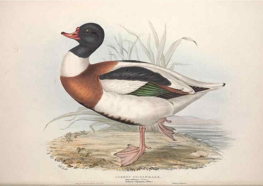 Reproducción/Reproduction 46726469232: The birds of Europe.. London,Printed by R. and J.E. Taylor, pub. by the author,1837.. 