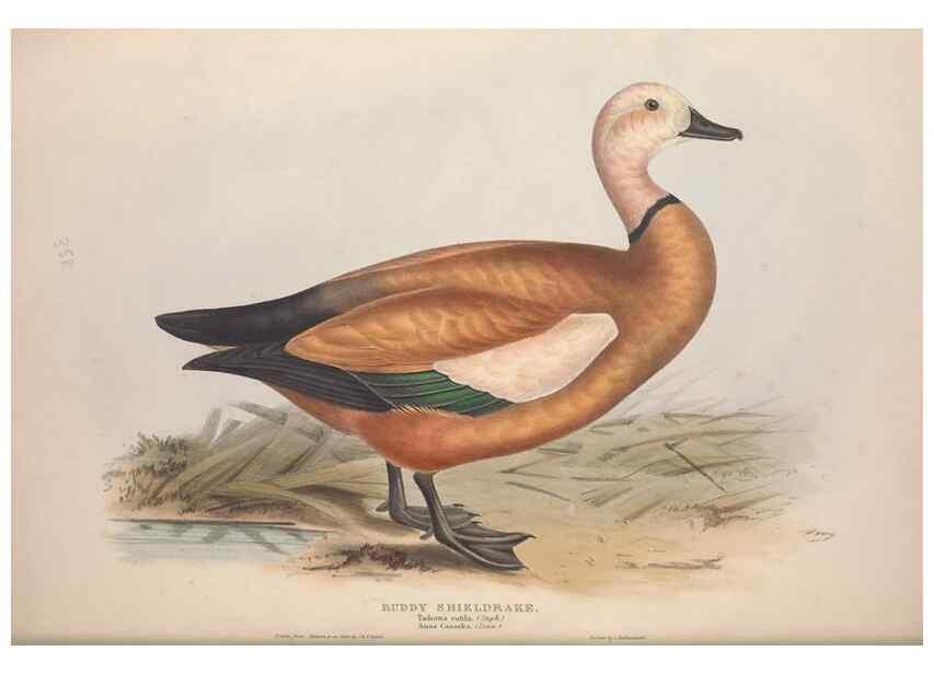 Reproducción/Reproduction 45864090835: The birds of Europe.. London,Printed by R. and J.E. Taylor, pub. by the author,1837.. 