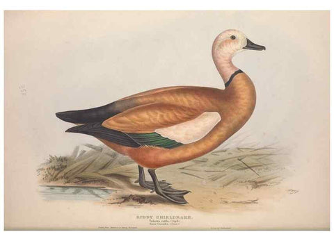 Reproducción/Reproduction 45864090835: The birds of Europe.. London,Printed by R. and J.E. Taylor, pub. by the author,1837.. 