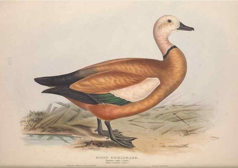 Reproducción/Reproduction 45864090835: The birds of Europe.. London,Printed by R. and J.E. Taylor, pub. by the author,1837.. 