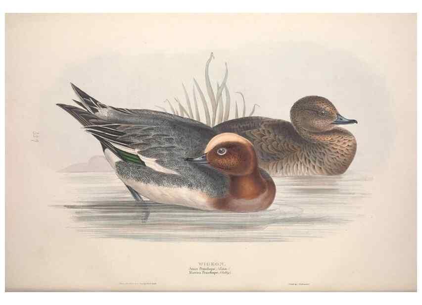 Reproducción/Reproduction 39813857193: The birds of Europe.. London,Printed by R. and J.E. Taylor, pub. by the author,1837.. 