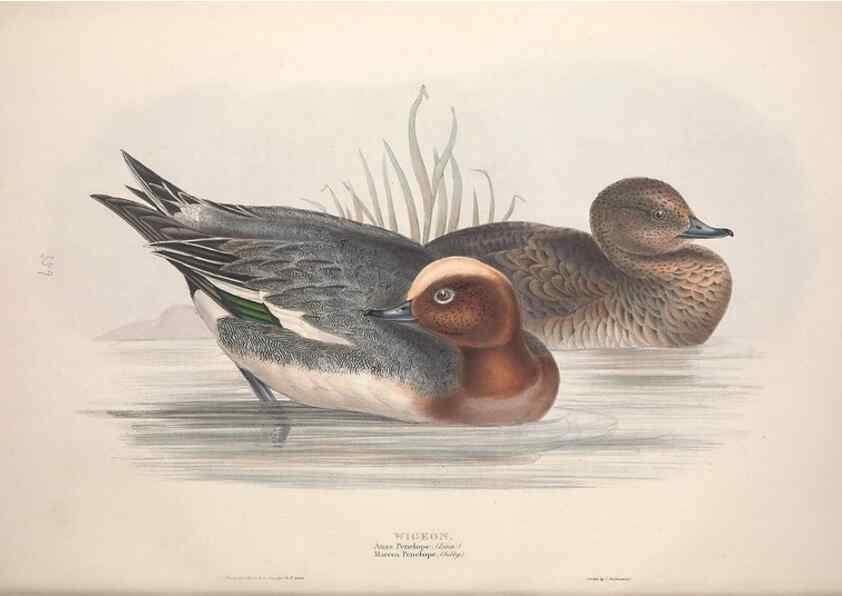 Reproducción/Reproduction 39813857193: The birds of Europe.. London,Printed by R. and J.E. Taylor, pub. by the author,1837.. 