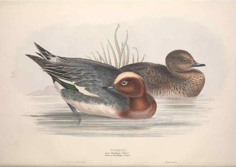 Reproducción/Reproduction 39813857193: The birds of Europe.. London,Printed by R. and J.E. Taylor, pub. by the author,1837.. 