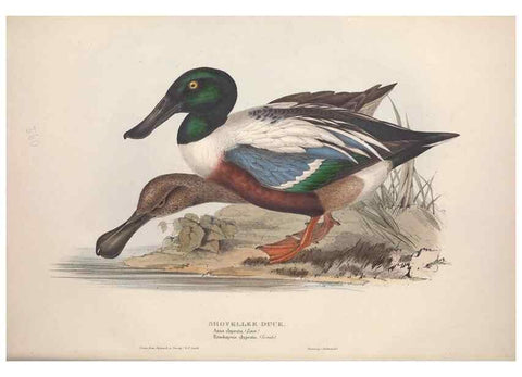 Reproducción/Reproduction 45864095025: The birds of Europe.. London,Printed by R. and J.E. Taylor, pub. by the author,1837.. 