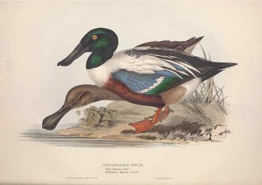 Reproducción/Reproduction 45864095025: The birds of Europe.. London,Printed by R. and J.E. Taylor, pub. by the author,1837.. 