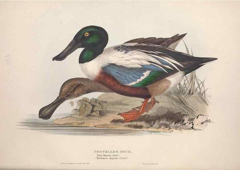 Reproducción/Reproduction 45864095025: The birds of Europe.. London,Printed by R. and J.E. Taylor, pub. by the author,1837.. 