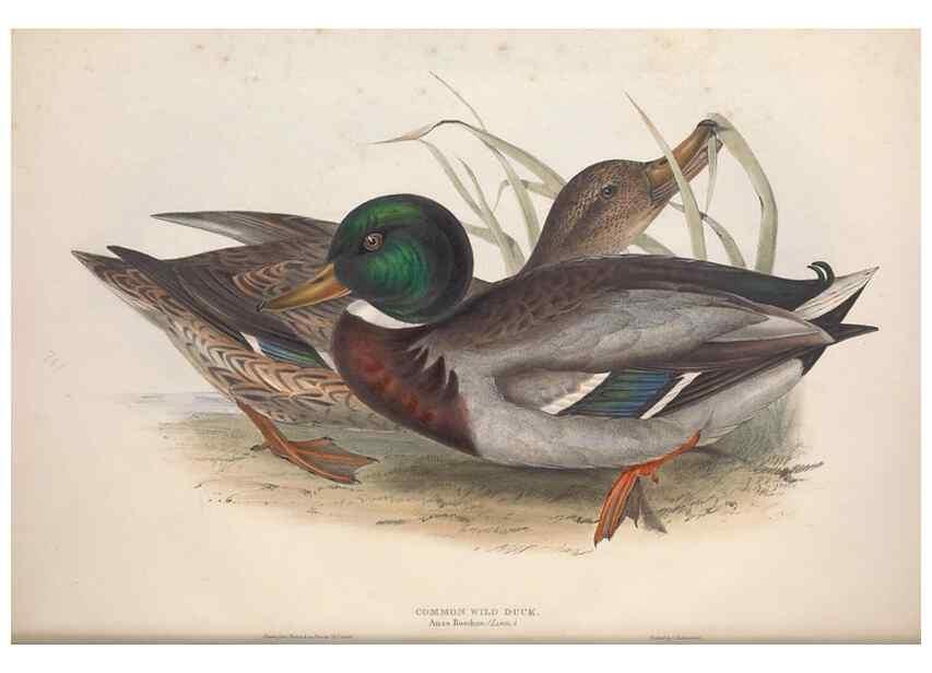Reproducción/Reproduction 46726472102: The birds of Europe.. London,Printed by R. and J.E. Taylor, pub. by the author,1837.. 
